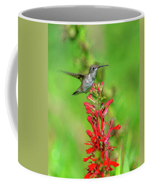 Nature Coffee Mug featuring the photograph Female Ruby-throated Hummingbird DSB0316 by Gerry Gantt