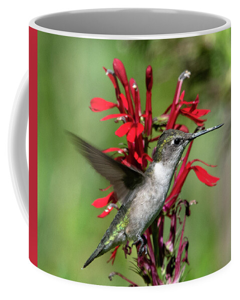 Nature Coffee Mug featuring the photograph Female Ruby-throated Hummingbird DSB0325 by Gerry Gantt
