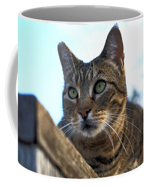 Animal Coffee Mug featuring the photograph Fence Feline by Richard Thomas