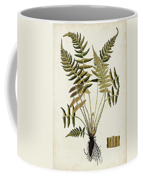 Botanical & Floral+ferns+botanical Study Coffee Mug featuring the painting Fern Botanical Iv by Vision Studio