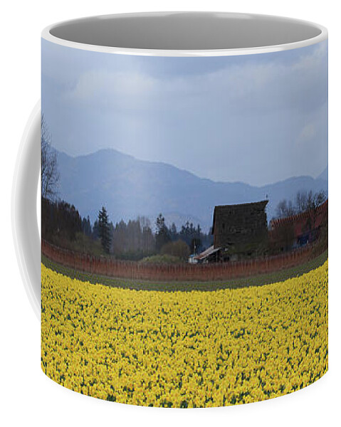 Pano Coffee Mug featuring the photograph Fields of Daffodils by Briand Sanderson