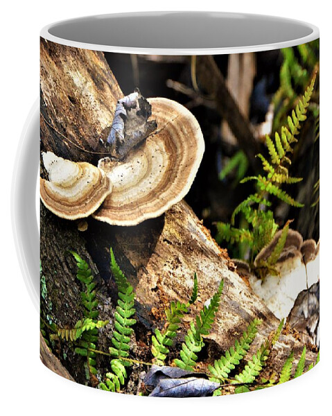 Mushrooms Coffee Mug featuring the photograph Florida forest by Chuck Brown