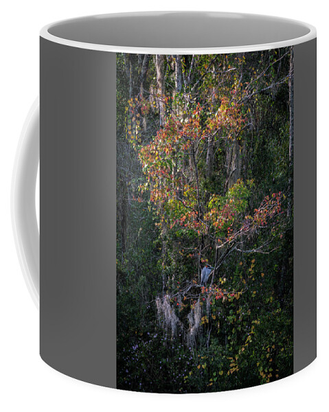 Florida Coffee Mug featuring the photograph Florida Fall Colors by Steven Sparks