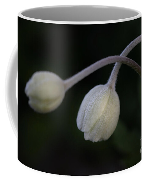 Photography Coffee Mug featuring the photograph Flower Buds by Alma Danison