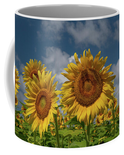Sunflower Coffee Mug featuring the photograph Flower Petal Happiness by Dale Powell