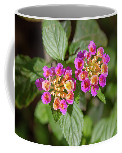Flowers Coffee Mug featuring the photograph Flowers by Rocco Silvestri