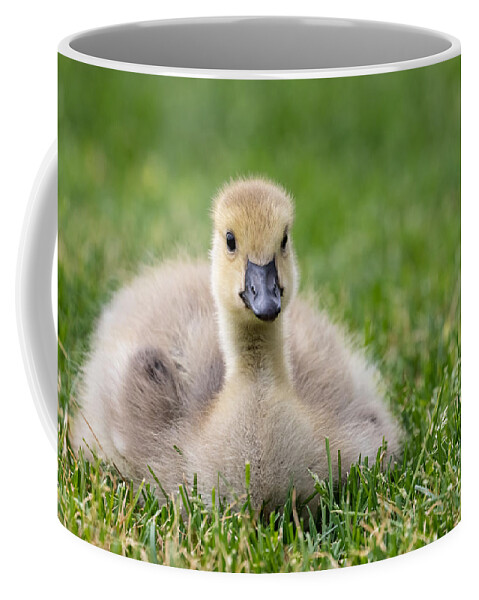 Photography Coffee Mug featuring the photograph Fluffy Gosling by Alma Danison