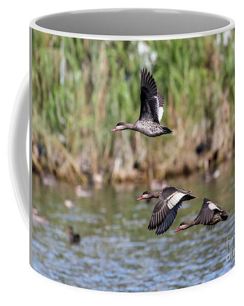 Bird Coffee Mug featuring the photograph Flying Red-billed Teals by Claudio Maioli