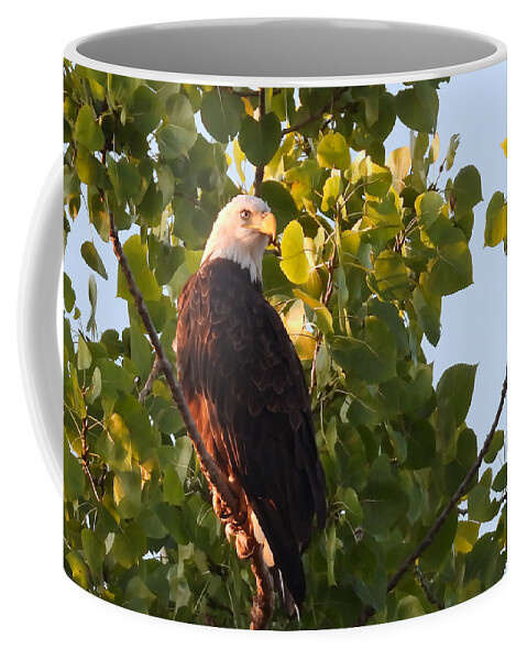 Coffee Mug featuring the photograph Focused by Jack Wilson