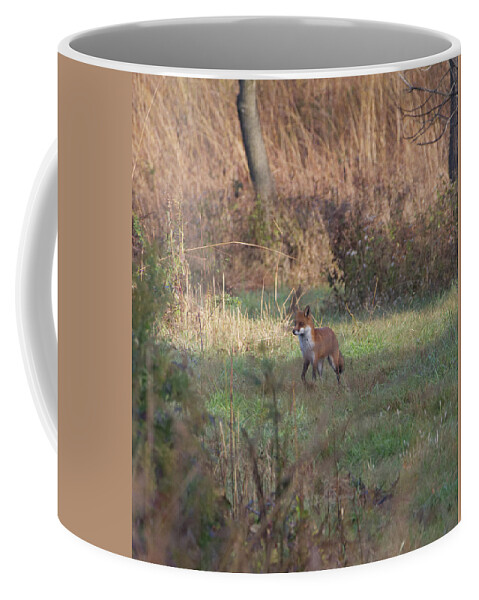 Animal Coffee Mug featuring the photograph Fox on prowl by Paul Ross