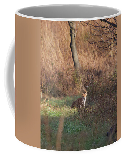 Animal Coffee Mug featuring the photograph Fox on the Hunt by Paul Ross