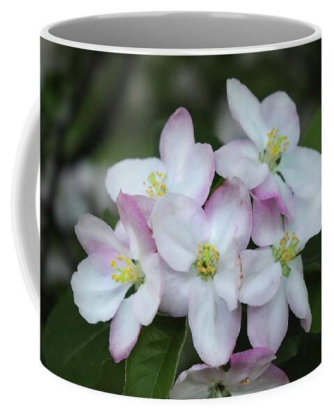 Apple Blossoms Coffee Mug featuring the photograph Full Bloom Apple Blossoms by David T Wilkinson