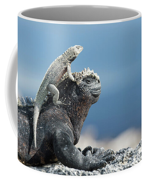 Animal Coffee Mug featuring the photograph Galapagos Lava Lizard And Marine Iguana by Tui De Roy