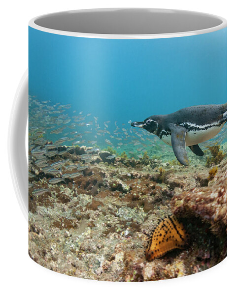 Animal Coffee Mug featuring the photograph Galapagos Penguin Fishing by Tui De Roy
