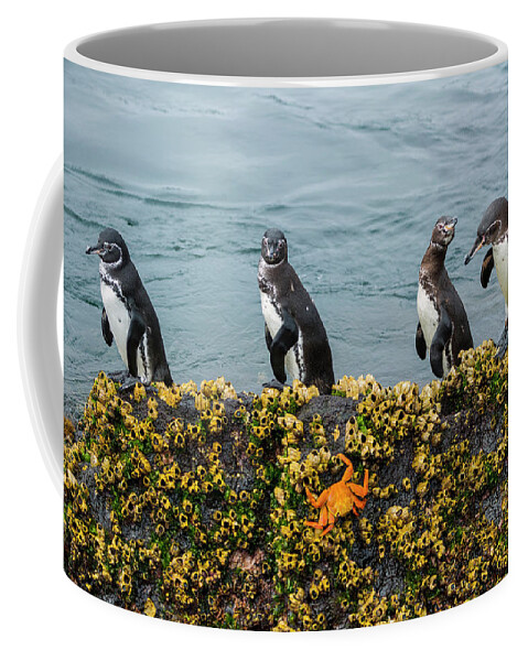 Animal Coffee Mug featuring the photograph Galapagos Penguin On Rock by Tui De Roy