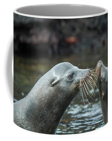 Animal Coffee Mug featuring the photograph Galapagos Sea Lions Courting by Tui De Roy