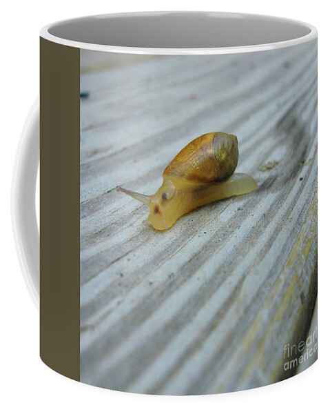 Garden Snail Coffee Mug featuring the photograph Garden Snail 2 by Amy E Fraser