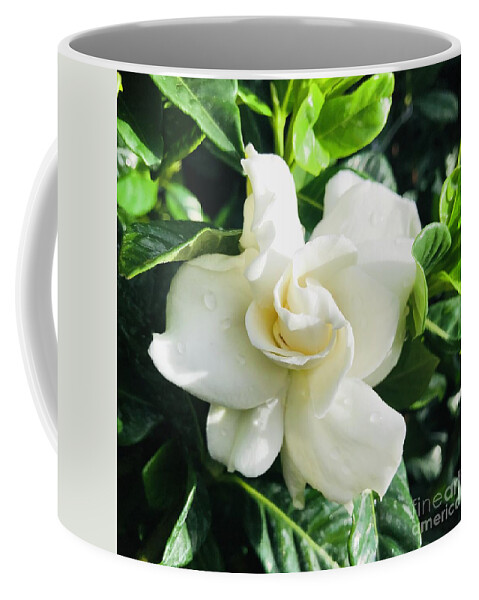 Gardenia Coffee Mug featuring the photograph Gardenia Closeup Square by Carol Groenen