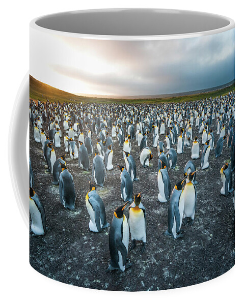 Animal Coffee Mug featuring the photograph Gentoo Penguin Colony, Falklands by Tui De Roy