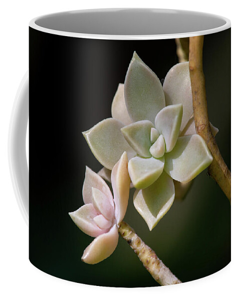 Plants Coffee Mug featuring the photograph Ghost Plant by Dale Kincaid