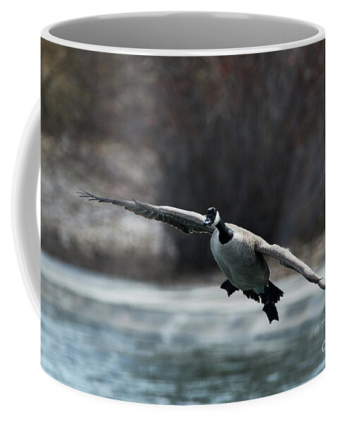 Goose Coffee Mug featuring the photograph Gliding Goose by Robert WK Clark