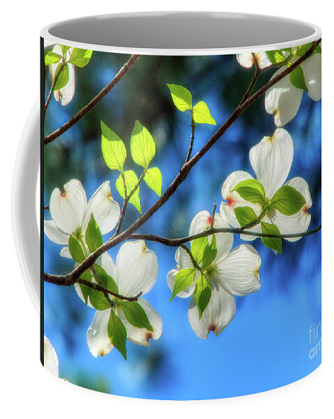Flowers Coffee Mug featuring the photograph Glowing Dogwood Flowers by Amy Dundon