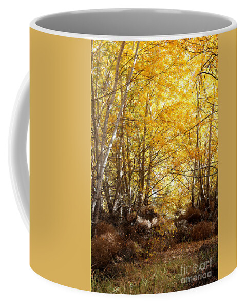 Sunlight On Fall Leaves Coffee Mug featuring the photograph Golden Autumn Light by Carol Groenen
