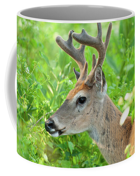 Buck In Velvet Coffee Mug featuring the photograph Golden Light Buck by Lara Ellis