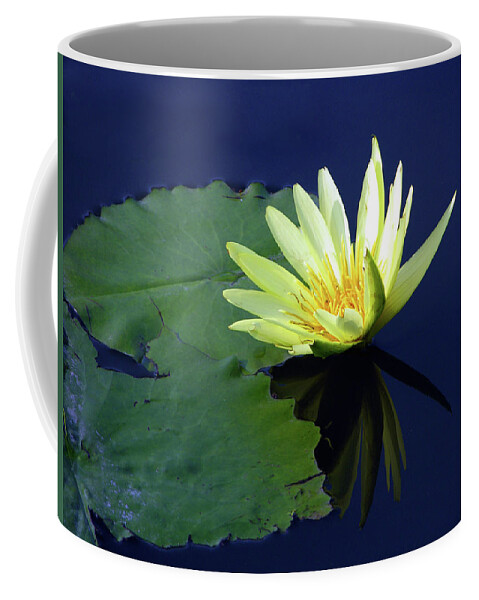 Water Lily Coffee Mug featuring the photograph Golden Lily by John Lautermilch