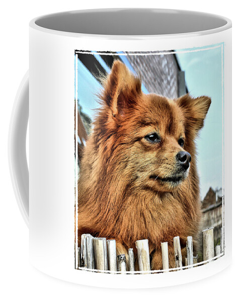 Toy Dog Coffee Mug featuring the photograph Golden Pomeranian dog by Heidi De Leeuw