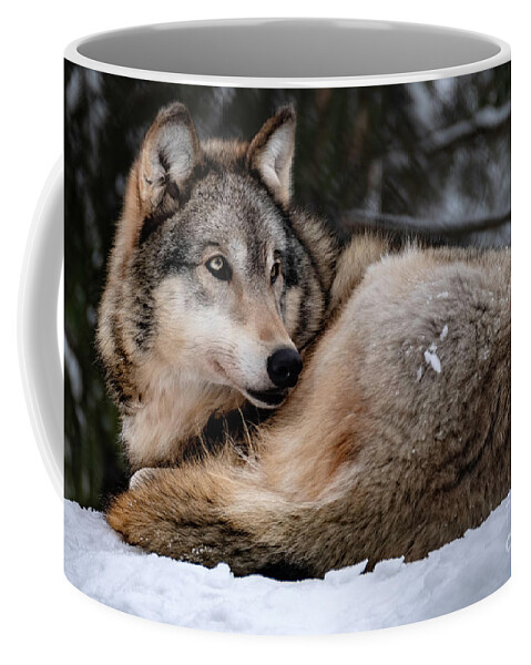 Gray Coffee Mug featuring the photograph Gray Wolf by Bill Frische