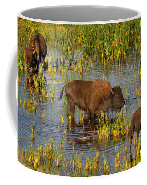 Bison Coffee Mug featuring the photograph Grazing IN The Slough Creek Marsh by Adam Jewell