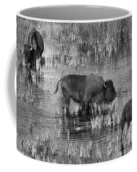 Bison Coffee Mug featuring the photograph Grazing In The Slough Creek Marsh Black And White by Adam Jewell