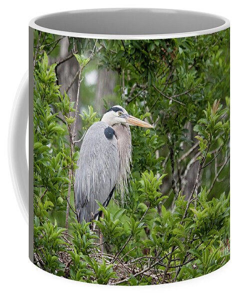 Great Blue Heron Coffee Mug featuring the photograph Great Blue Guarding the Nest by Jayne Carney