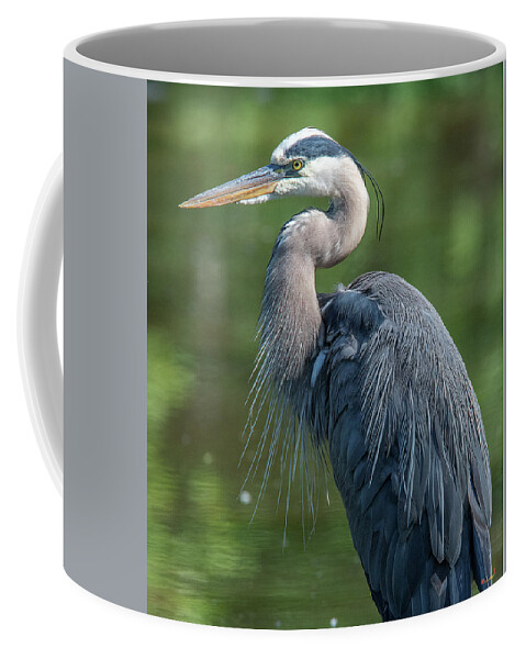 Nature Coffee Mug featuring the photograph Great Blue Heron after Preening DMSB0157 by Gerry Gantt