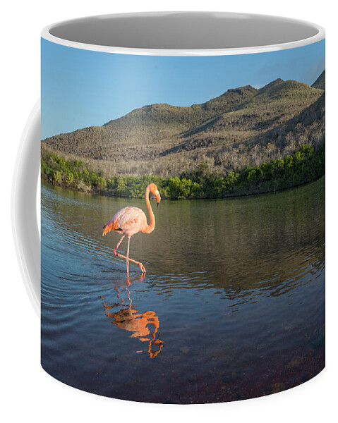 Animal In Habitat Coffee Mug featuring the photograph Greater Flamingo Wading by Tui De Roy
