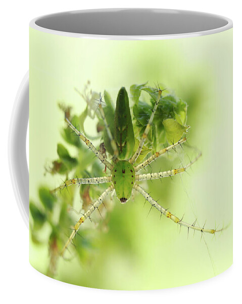 Green Lynx Spider Coffee Mug featuring the photograph Green Lynx Spider by Stamp City