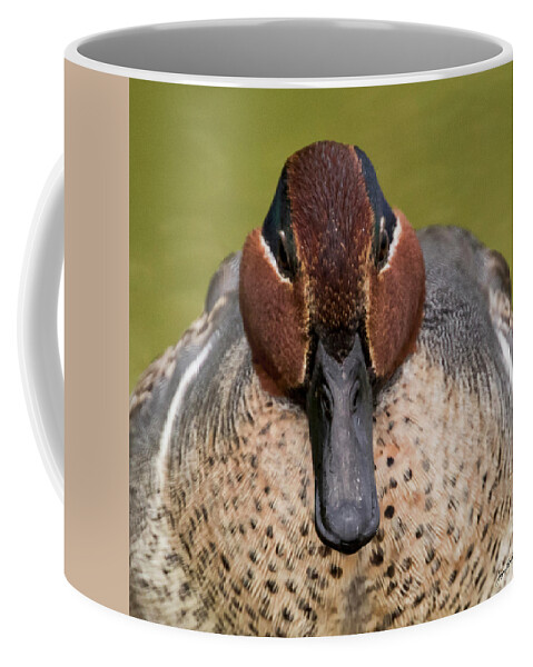 Green-winged Teal Coffee Mug featuring the photograph Green-winged Teal Portrait by Jurgen Lorenzen