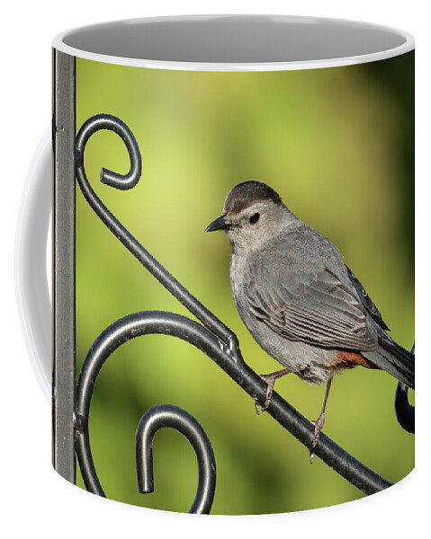 Grey Catbird Coffee Mug featuring the photograph Grey Catbird 2019-1 by Thomas Young
