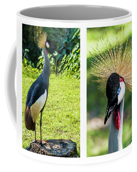 Gulf Coffee Mug featuring the photograph Grey Crowned Crane Gulf Shores Al Collage 8 Diptych by Ricardos Creations