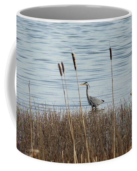Eddie Barron Coffee Mug featuring the photograph Grey Heron Donegal Ireland by Eddie Barron