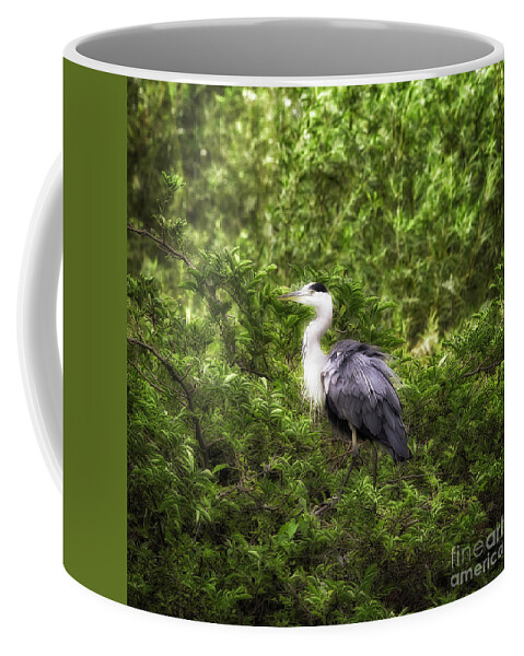 Bird Coffee Mug featuring the photograph Grey Heron by Jack Torcello