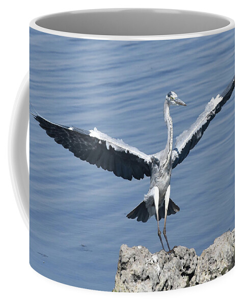 Heron Coffee Mug featuring the photograph Grey Heron Landing by Ben Foster