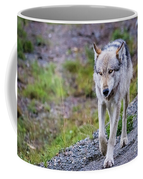 Wolf Coffee Mug featuring the photograph Grey wolf in Denali National Park, Alaska by Lyl Dil Creations