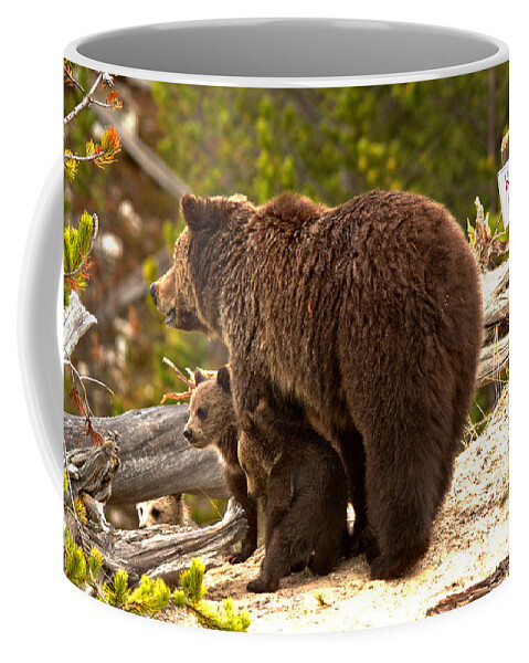 Grizzly Bear Coffee Mug featuring the photograph Grizzly Family At Roaring Mountain by Adam Jewell