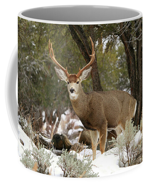 Mule Deer Coffee Mug featuring the photograph Handsome Buck by Donna Kennedy