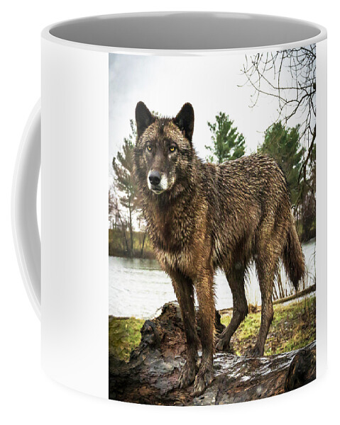 Wolf Wolves Black Coffee Mug featuring the photograph Handsome Niko by Laura Hedien