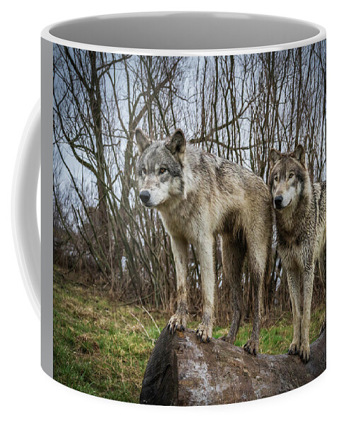 Wolves Wolf Coffee Mug featuring the photograph Hangin on the Log by Laura Hedien