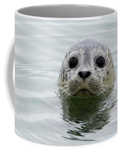 Sebastian Kennerknecht Coffee Mug featuring the photograph Harbor Seal Pup In Elkhorn Slough by Sebastian Kennerknecht