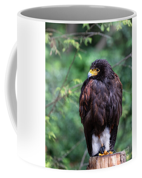 Photography Coffee Mug featuring the photograph Harris's Hawk by Alma Danison